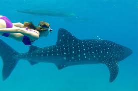 oslob whale 2.jpg